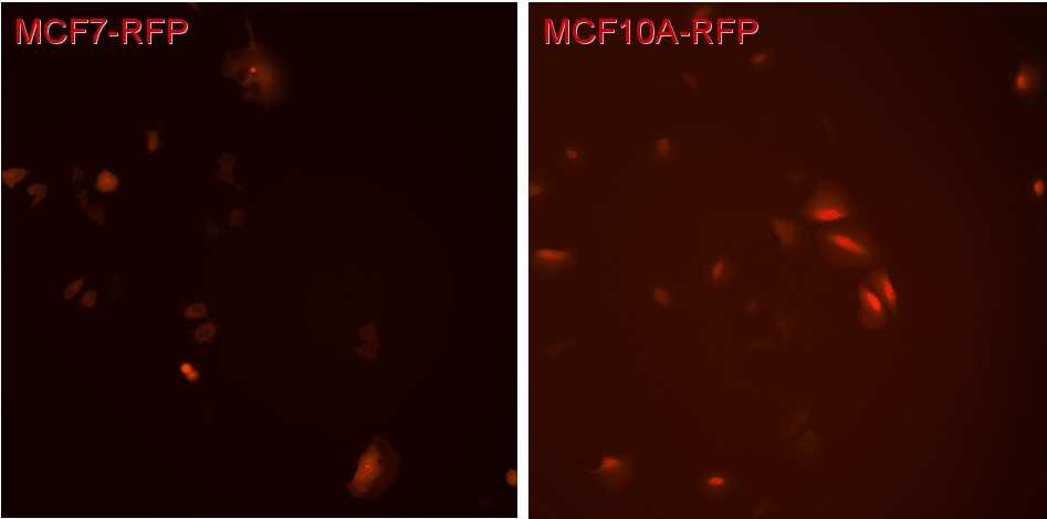 RFP 형광유전자 발현 세포의 선발