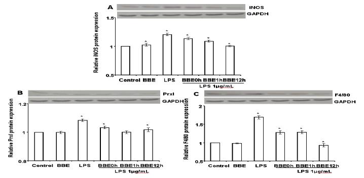 뇌 미세교질 세포의 감염반응과 ROS에 관련된 분자들의 단백질수준에서의 BBE의 효과.