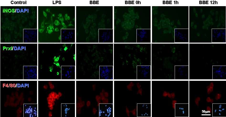감염반응 후 BV-2세포에서 iNOS, PrxI과 F4/80의 발현에 미치는 BBE의 효과.