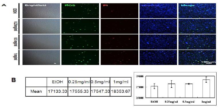지방전구세포 3T3-L1 세포에 첨가한 산마늘 추출물의 효과.