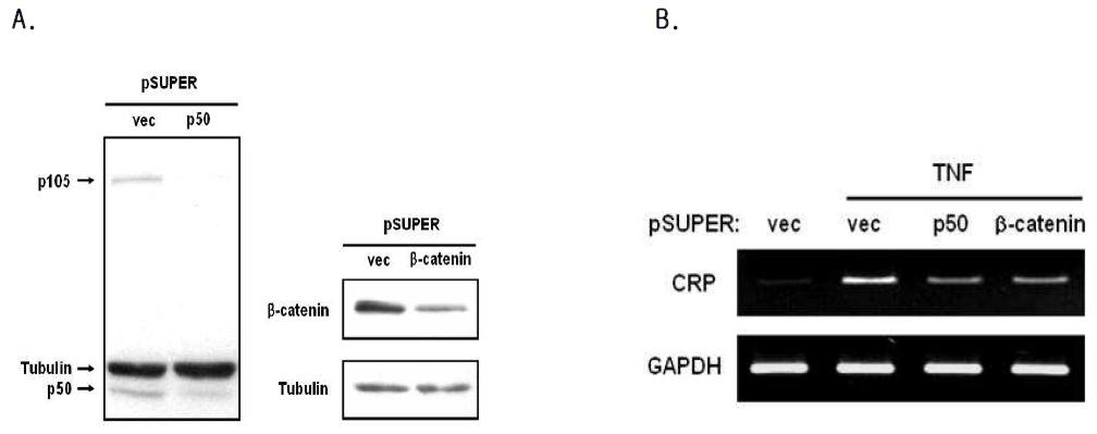 NF-κB p50과 β-catenin은 TNF-α에 의한 CRP 전사과정에 필수적임.