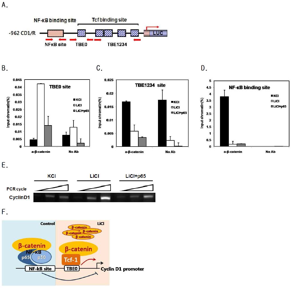 NF-κB p65에 의한 β-catenin/TCF complex의 DNA 결합 저해 능력 모식도.