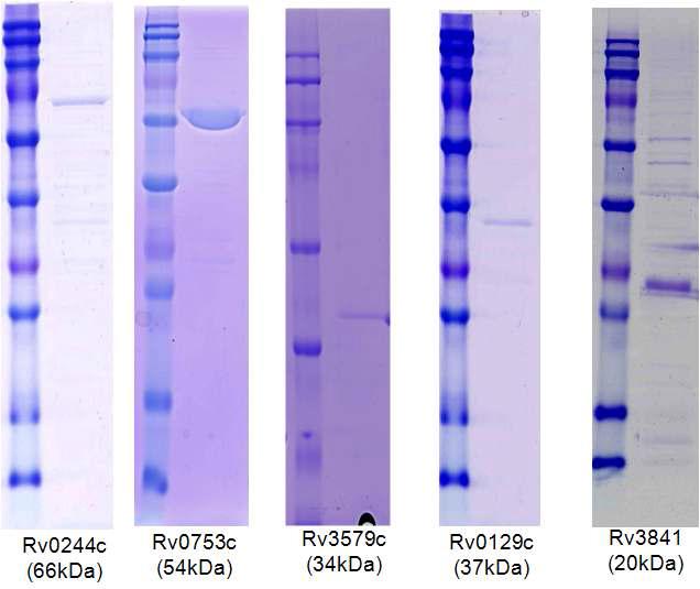 SDS-PAGE analysis of purified recombinant proteins.