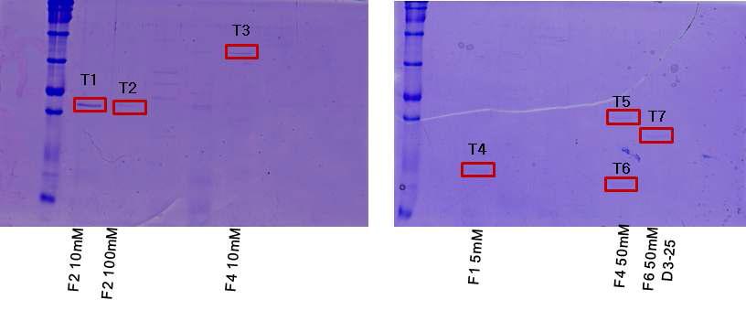 T-stimulating antigen-bands in multidimensional fractions of M. tuberculosis K strain CF..