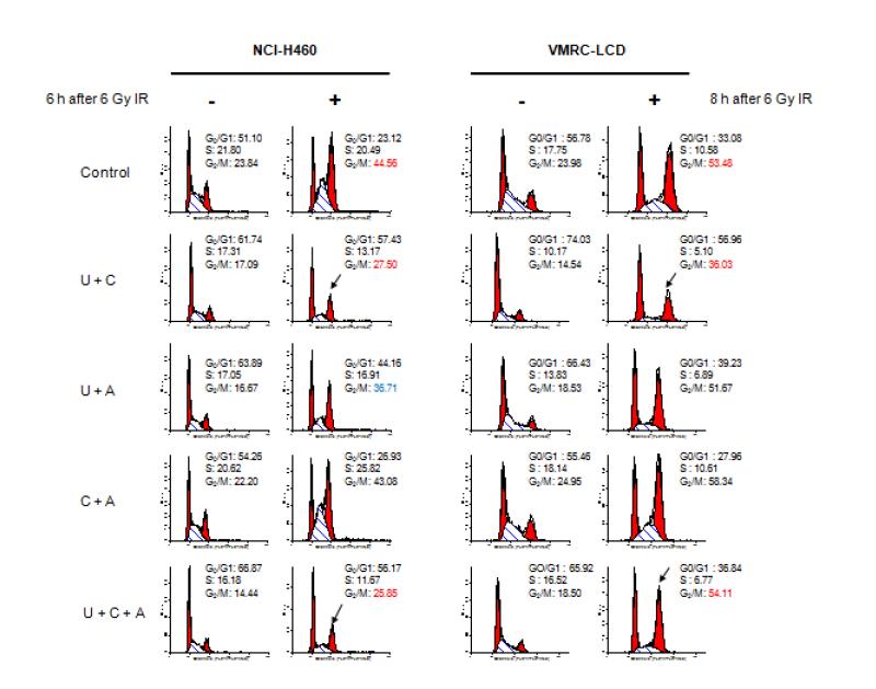 Cell cycle analysis after combined treatment of UCN01, celecoxib, and 17-AAG with IR in NCI-H460 and VMRC-LCD lung cancer cell lines