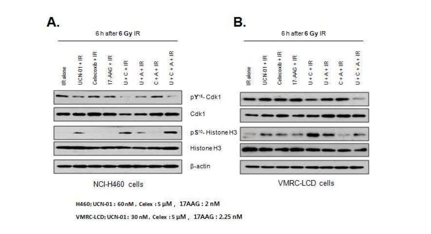 Regulation of cell cycle related molecules by combined treatment of UCN01, celecoxib, and 17-AAG with IR in NCI-H460 and VMRC-LCD lung cancer cell lines