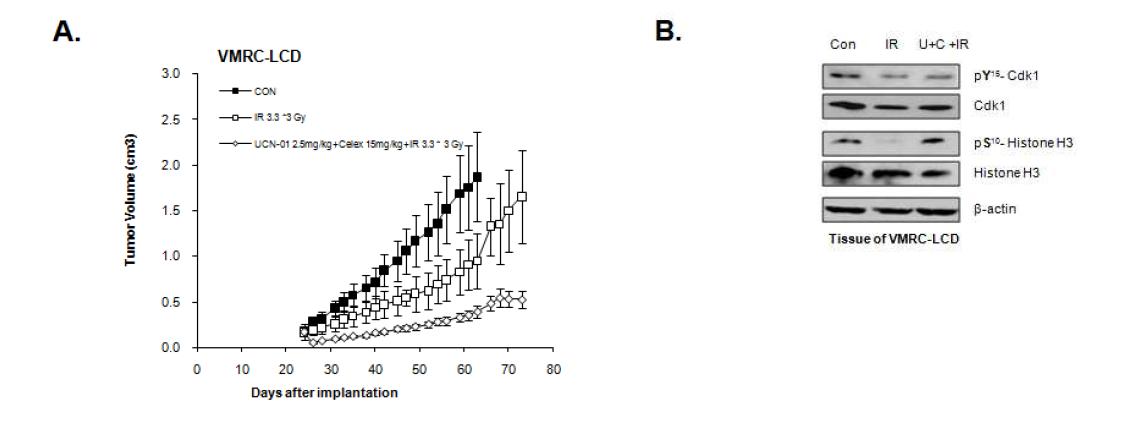 Tumor growth delay assay after combined treatment of UCN01, celecoxib, and 17-AAG with IR in BAB/C nude mouse implantated with VMRC-LCD cancer cells