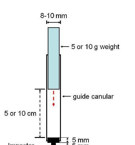 The impactor, shaped so that the distal end would penetrate 1.5 mm below the inner table before descent will be arrested by contact of the outer shoulder of the impactor with the dorsal skull surface, will be positioned on the intact dura. All animal surgeries will be performed in accordance with the National Institute of Health Guide for the Care and Use of Laboratory Animals. An illustration of TBI impactor is demonstrated.