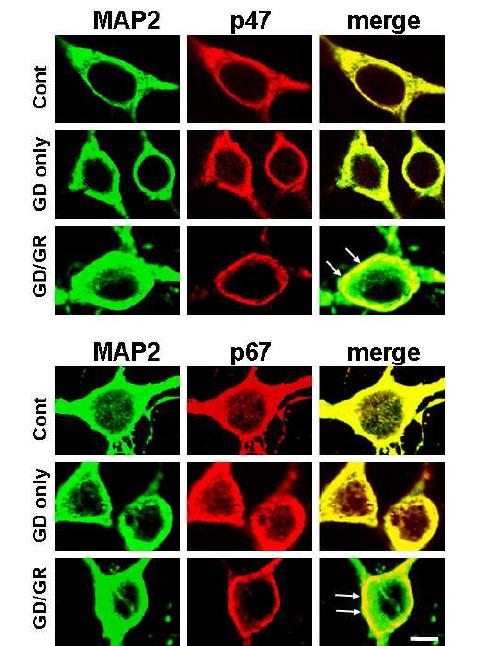 To see whether NADPH oxidase activation is responsible for superoxide production, two different cytoplasmic subunits (p47phox/p67phox) were immunocytochemically stained. Fluorescent confocal microscopic images represented p47phox and p67phox subunits are normally homogenously distributed in the cytoplasm of cortical neurons, which is co-localized with cytoskeletal phosphoprotein MAP2. However, after glucose deprivation/glucose reperfusion insult, both subunits translocated from the cytosol to plasmamembrane, a step required for NADPH oxidase activation. Arrows represent 2 subunit’s fluorescent intensity was increased in near the plasma membrane (yellowcolor)(Suh et al., 2007).