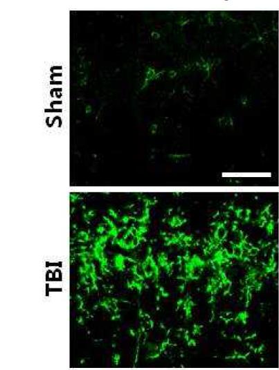 Microglial were activated 1 week after TBI.