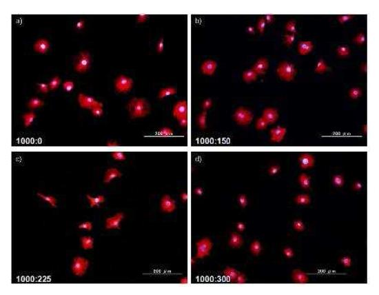 서로 다른 가스 조성에서 planar DBD type 플라즈마 처리된 티타늄에 대한 MC3T3-E1 cell의 형광 현미경 사진.