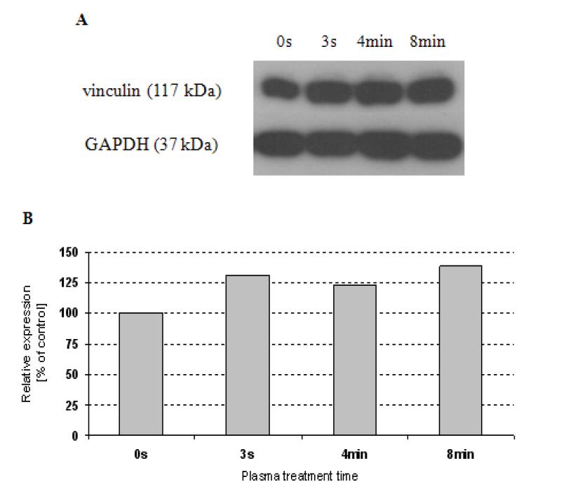 플라즈마 처리한 티타늄 디스크 상에서의 MSC의 vinculin 발현 정도 (A) vinculin과 GAPDH의 western blot analysis 결과, (B) 상대적인 vinculin 발현 정도