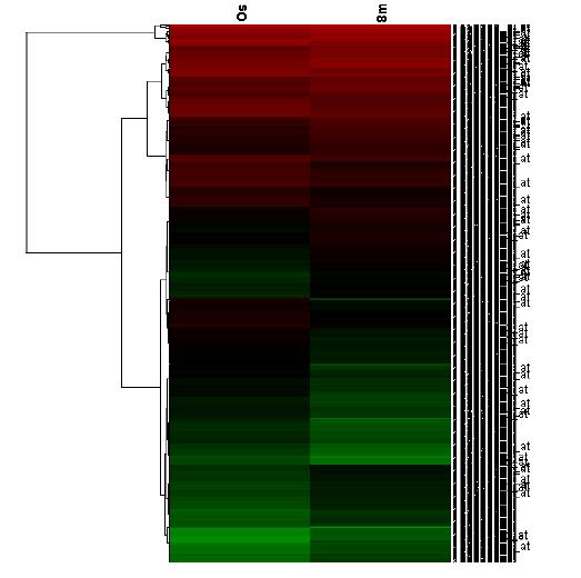 전체 유전자에 대한 hierarchical clustering을 진행한 결과로써, 붉은색은 발현이 높은 유전자를, 녹색은 발현이 낮은 유전자를 나타냄