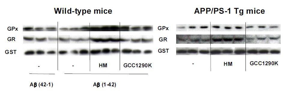 β-amyloid (1-42) 투여한 생쥐 혹은 APP/PS-1 이중 발현 생쥐의 해마조직에서 GPx, GR, GST의발현정도에 대한 GCC1290K와 3-HM의 약리효능 평가.