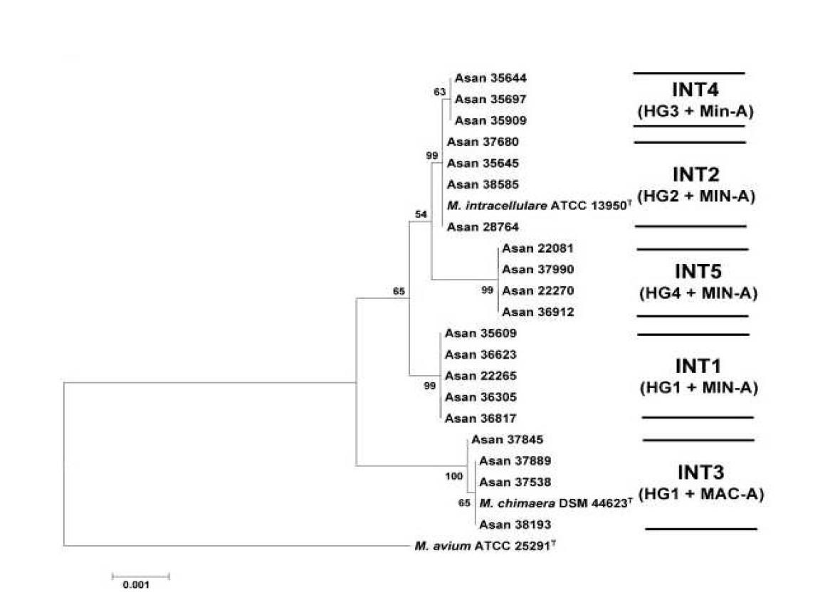 국내 환자에서 분리된 M. intracellulare 연관 균주를 대상으로 한 세 유전자 (hsp65, ITS1 및16S rRNA)의 concatenation (2478 bp)에 기초한 계통 분류학적 분석