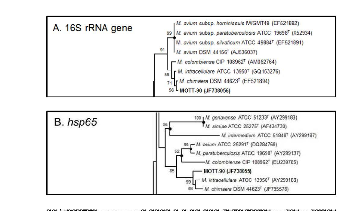 MOTT-90과 M. intracellulare를 대상으로 한 네 가지 유전자 (A. 16S rRNA, B. hsp65, C. rpoB, and D.ITS) 염기 서열의 계통 분류학적 분석.