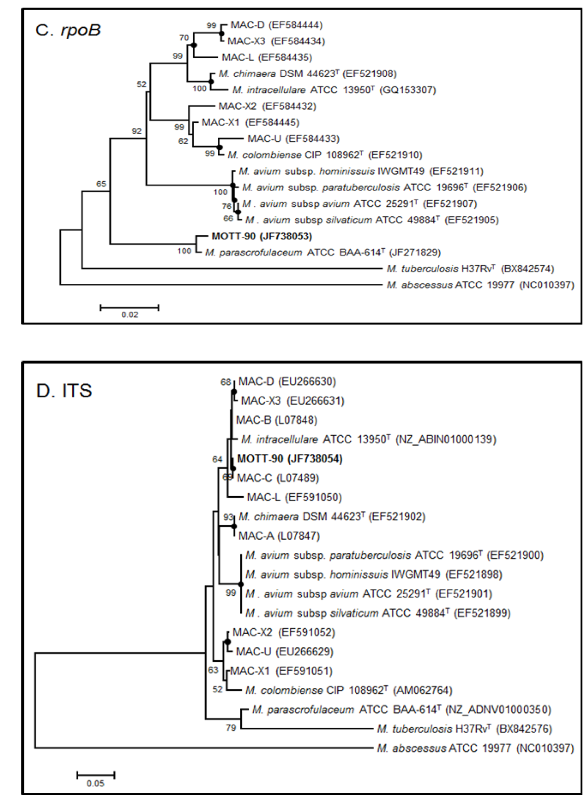 MOTT-90과 M. intracellulare를 대상으로 한 네 가지 유전자 (A. 16S rRNA, B. hsp65, C. rpoB, and D. ITS) 염기 서열의 계통 분류학적 분석.