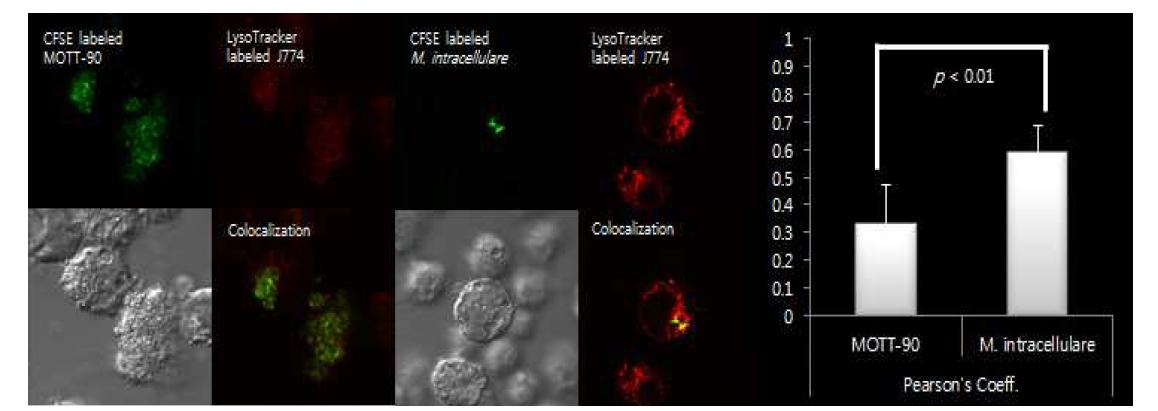 MOTT-90과 M. intracellulare의 confocal 및 co-localization 분석 결과.