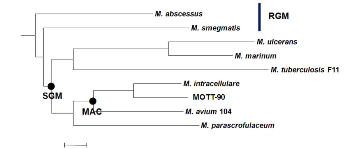 다른 미코박테리아의 전체 염기 서열과 MOTT-90 및 M. intraceullare의 계통학적 분석. Mauve alignment system을 통해 neighbor-joining method로 계산된 계통수임. MOTT-90과 M. intracellulare 가 같은 클러스터 안에 위치함을 알 수 있음.