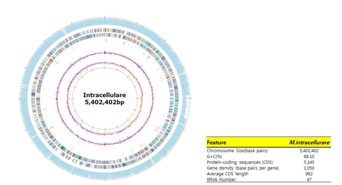 M. intracellulare의 전체 염색체 정보. 최외각의 원은 M. avium의 coding region과의 상동성 을 의미함. 그 안의 원은 COG 분석 결과임. Red/blue에 해당하는 원은 GC skew, 그리고 yellow/purple에 해당하는 원은 GC ratio를 의미함.