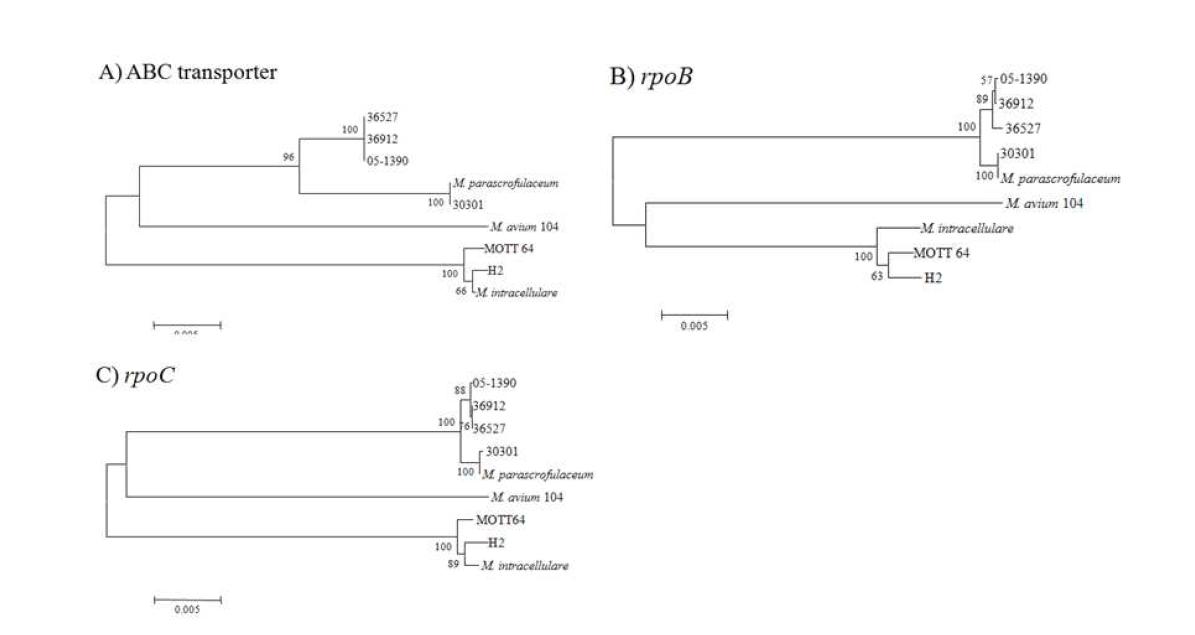 M. intracellulare와 그와 연관된 분리 균주 H2, MOTT64, 그리고 MOTT-90과 그와 연관된 분리 균주 36912, 36527의 ABC transporter, rpoB, rpoC 전체 염기 서열을 M.parascrofulaceum과 그 연관 균주 30301와 함께 계통수 분석.