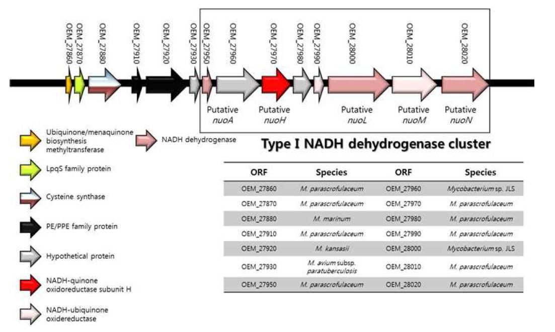 Type I NADH dehydrogenase cluster 분포 모식도.
