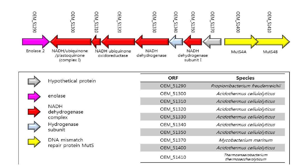 Acidothermus 균에서 유래한 NADH dehydrogenase 유전자들과 DNA mismatch repair 유전자들의 분포 모식도.