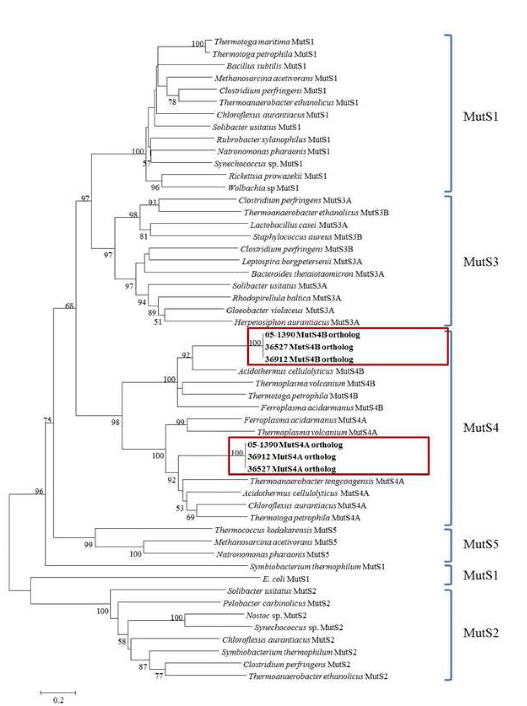 다양한 균에서 확인된 DNA mismatch repair 유전자 homolog 간 계통학적 분석 결과. MOTT-90에서 확인된 두 개의 유전자는 MutS4에 속하며 각각 MutS4A, MutS4B로 나뉘어짐을 확인함.