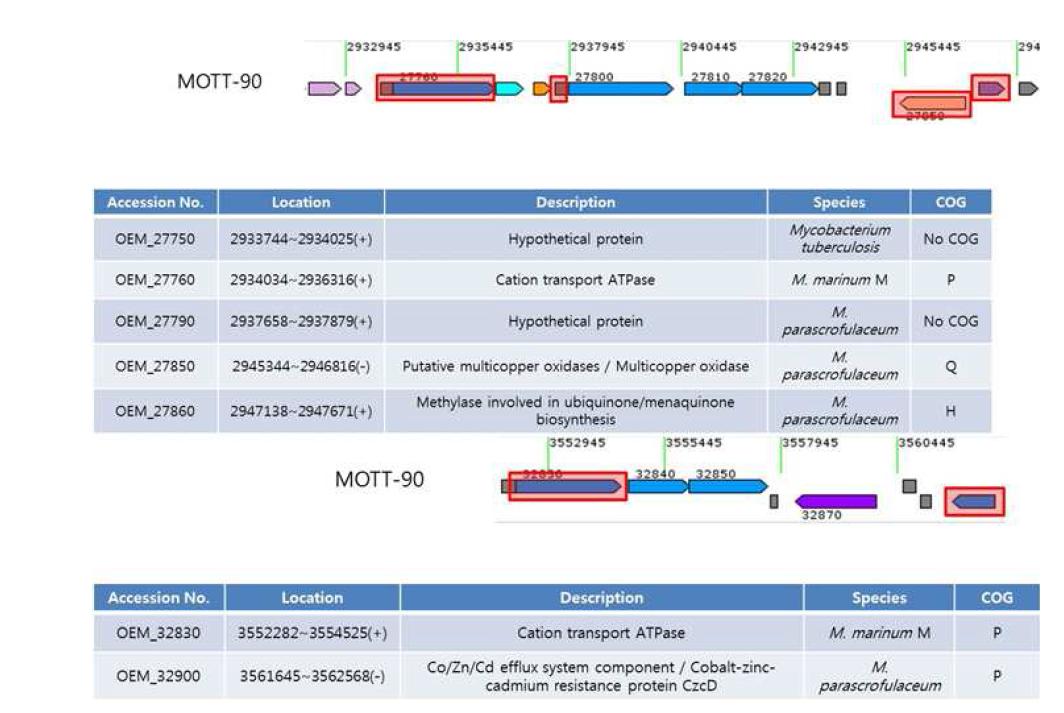 MOTT-90 specific 하게 발현된 cation transport, Co/Zn/Cd efflux system,및 multicopper oxidases의 분포 모식도.
