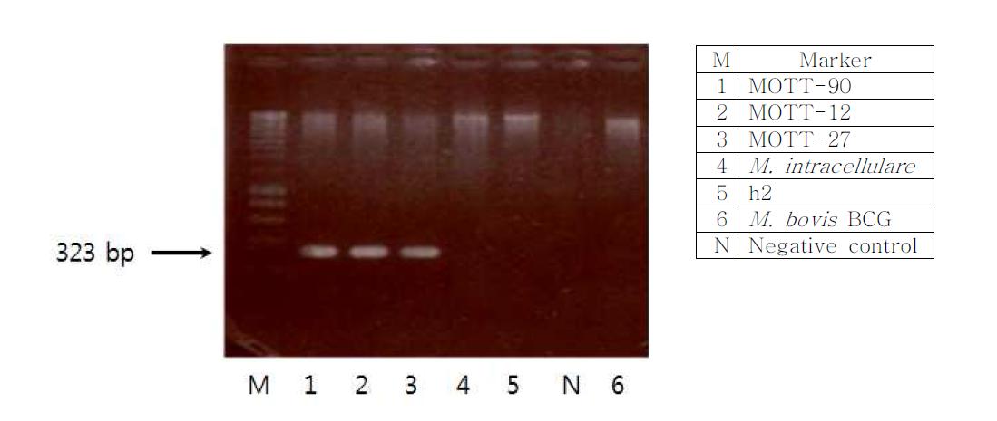 다양한 비결핵 항산성 미코박테리아 균주를 DR-MSF와 DR-MSR로 PCR하여 전기영동한 결과.