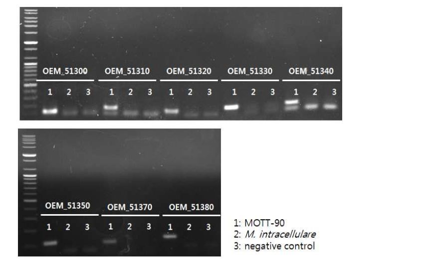 Acidothermus에서 유래한 MOTT-90 특이적인 NADH dehydrogenase 및 DNA mismatch repair 유전자 클 러스터에 해당하는 부위의 RT-PCR 결과.