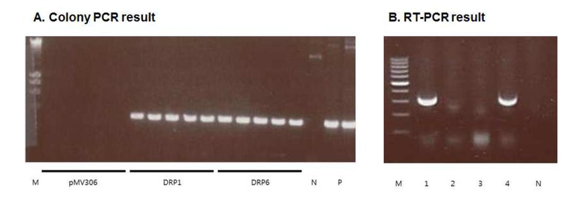 A. 형질전환 된 M. smegmatis의 콜로니에서 DR-MSF, DR-MSR primer 쌍으로 PCR한 결 과. pMV306만 들어간 M. smegmatis에서는 증폭되지 않음. B. 1, MOTT-90; 2, M. intracellulare; 3, M. smegmatis-pMV306; 4, M. smegmatis-DNA mismatch repair; 5, Negative control.
