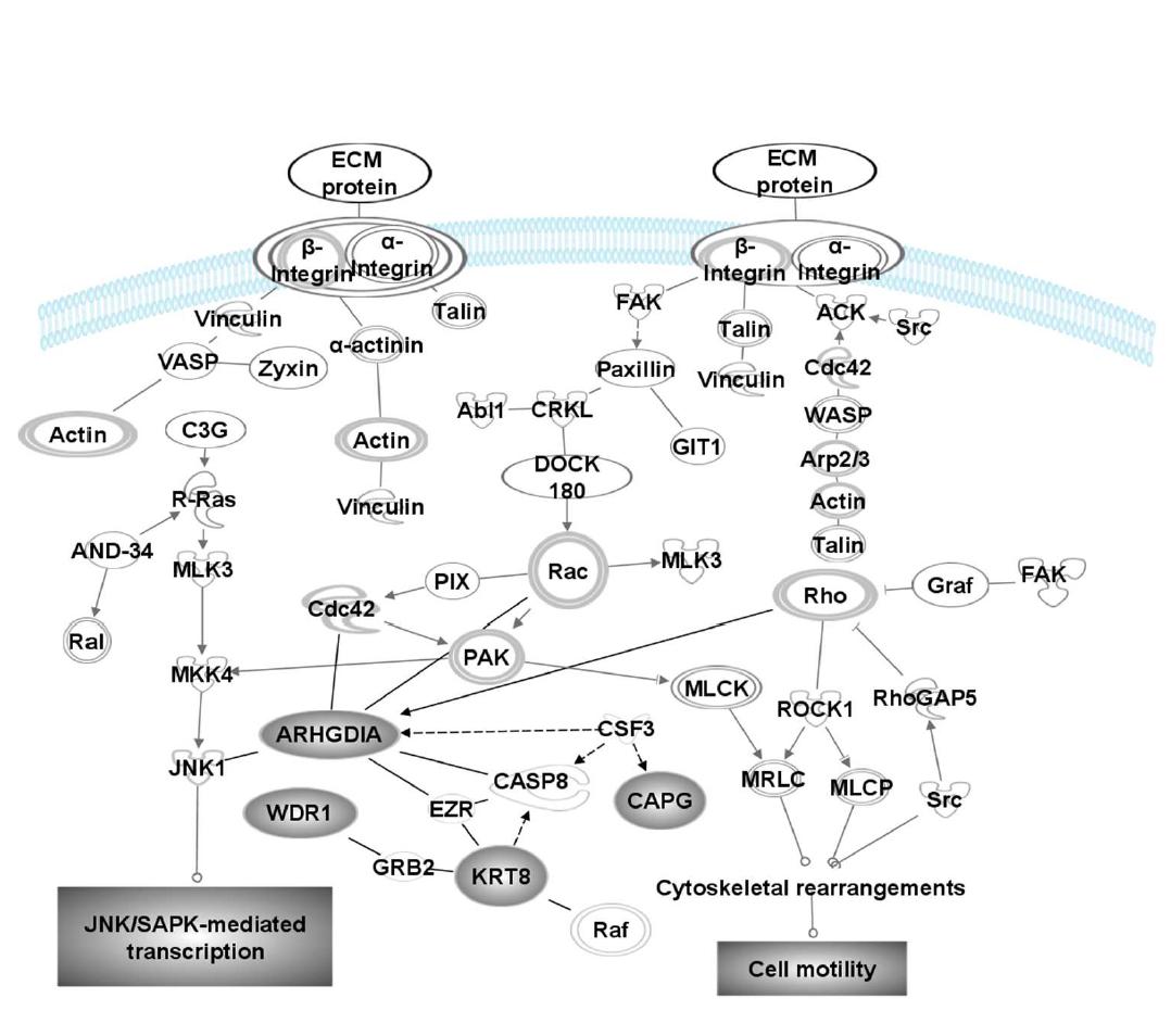 발굴된 전이인자의 network system 분석을 통해 Integrin motility pathway에 관여하는 핵심인자임을 확인.