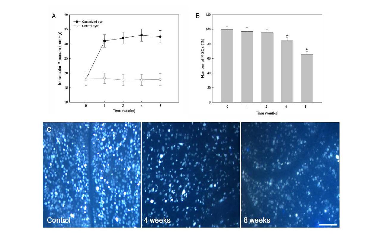 Figure 1. Verifying intraocular pressure (IOP) elevation and reduction of retinal ganglion cells (RGCs) in a chronic hypertension glaucoma model.