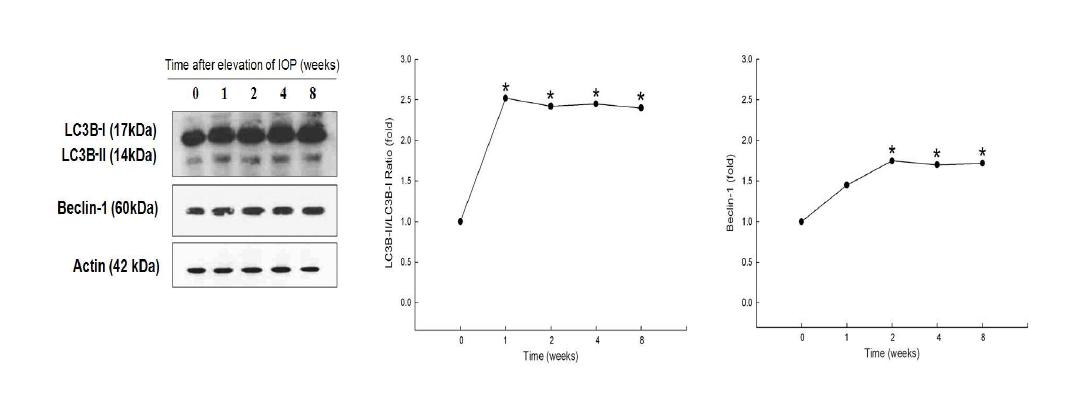 Figure 4. Western blot analysis of Beclin-1 and LC3B-II/LC3B-I.