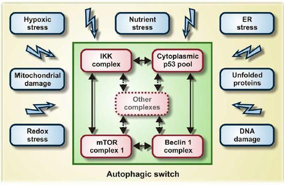 Autophagy의 원인