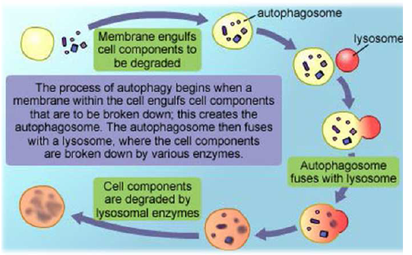 Autophagy의 진행 과정