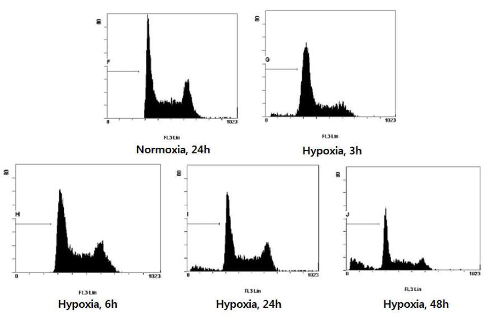 저산소증에서 배양한 구강편평세포암종 세포주에서 flowcytometry를 시행한결과