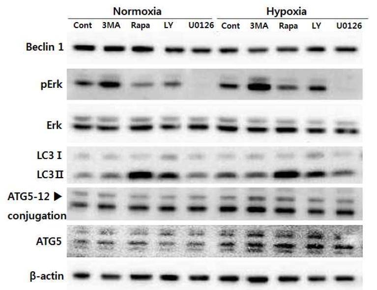 Akt, Erk pathway inhibitor를 처리했을 경우 구강편평세포암종 세포주에서 autophagy와 apoptosis related protein의 발현 변화