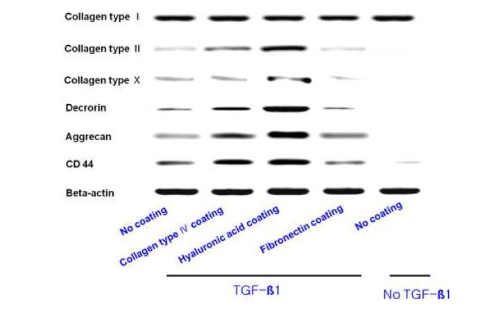 인간 골수줄기세포를 여 러 가지 세포부착인자가 코팅된 배 양접시에서 배양한 후, RT-PCR로 연골분화 마커(2형 콜라젠, decrorin, aggrecan) 발현을 분석 함. TGF-beta는 배지에 첨가해주거 나 첨가해주지 않았음.