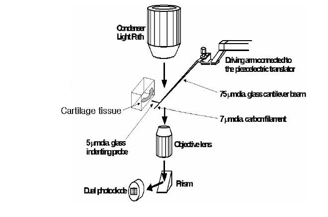 작은 팁으로 연골조직표면을 누를 때 가해지는 힘과strain을 측정하여 연골조직의 기 계적 물성을 측정하는 microinentation 기법.