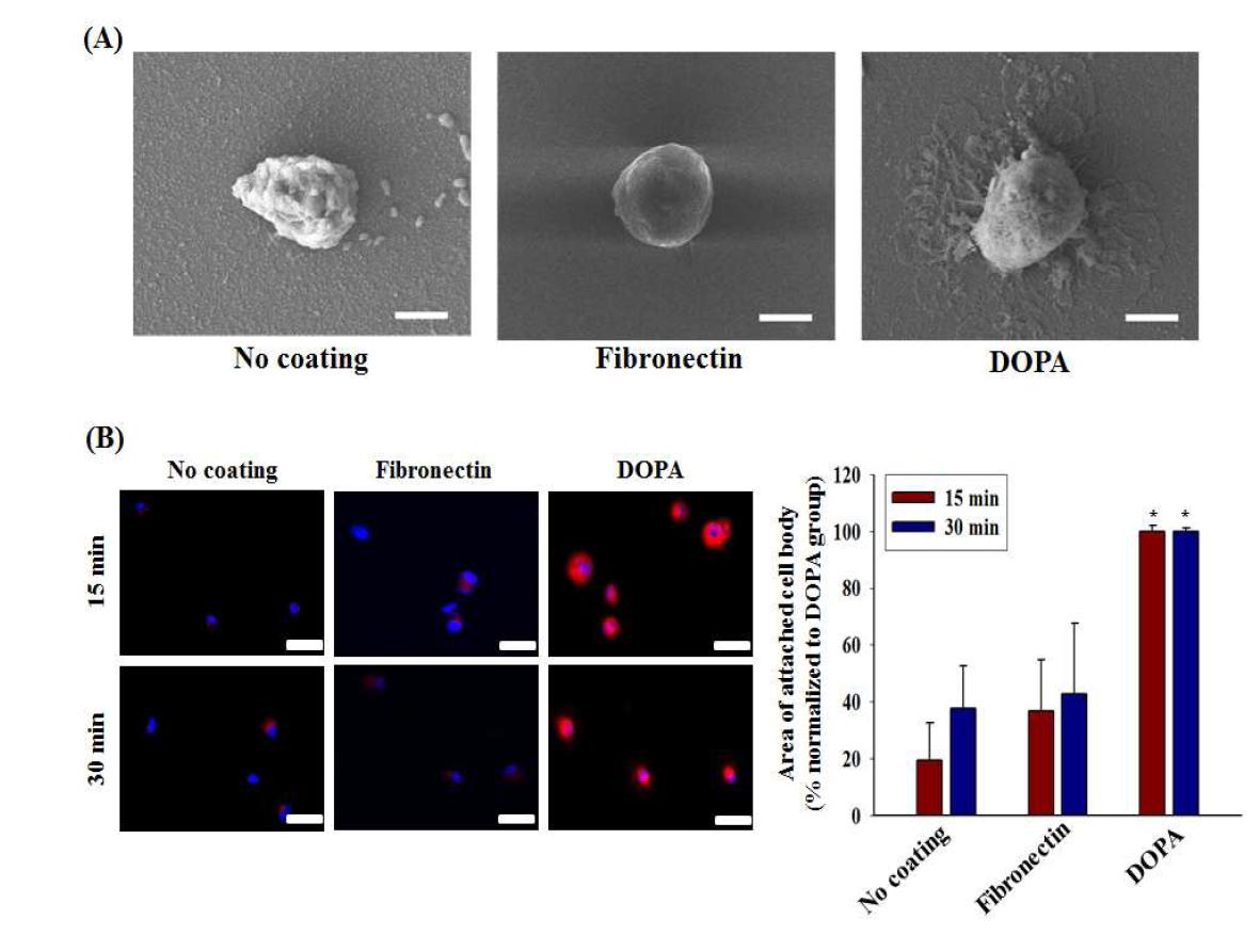(A) SEM을 통한 부착된 세포의 spreading 관찰 (B) 면역염색을 통한 세포의cytoplasm의 퍼짐을 정성 및 정량적으로 확인. No coating 및 fibronectin coating과 비교하여 DOPA coating 에서의 세포의 spreading의 증가를 확인함.