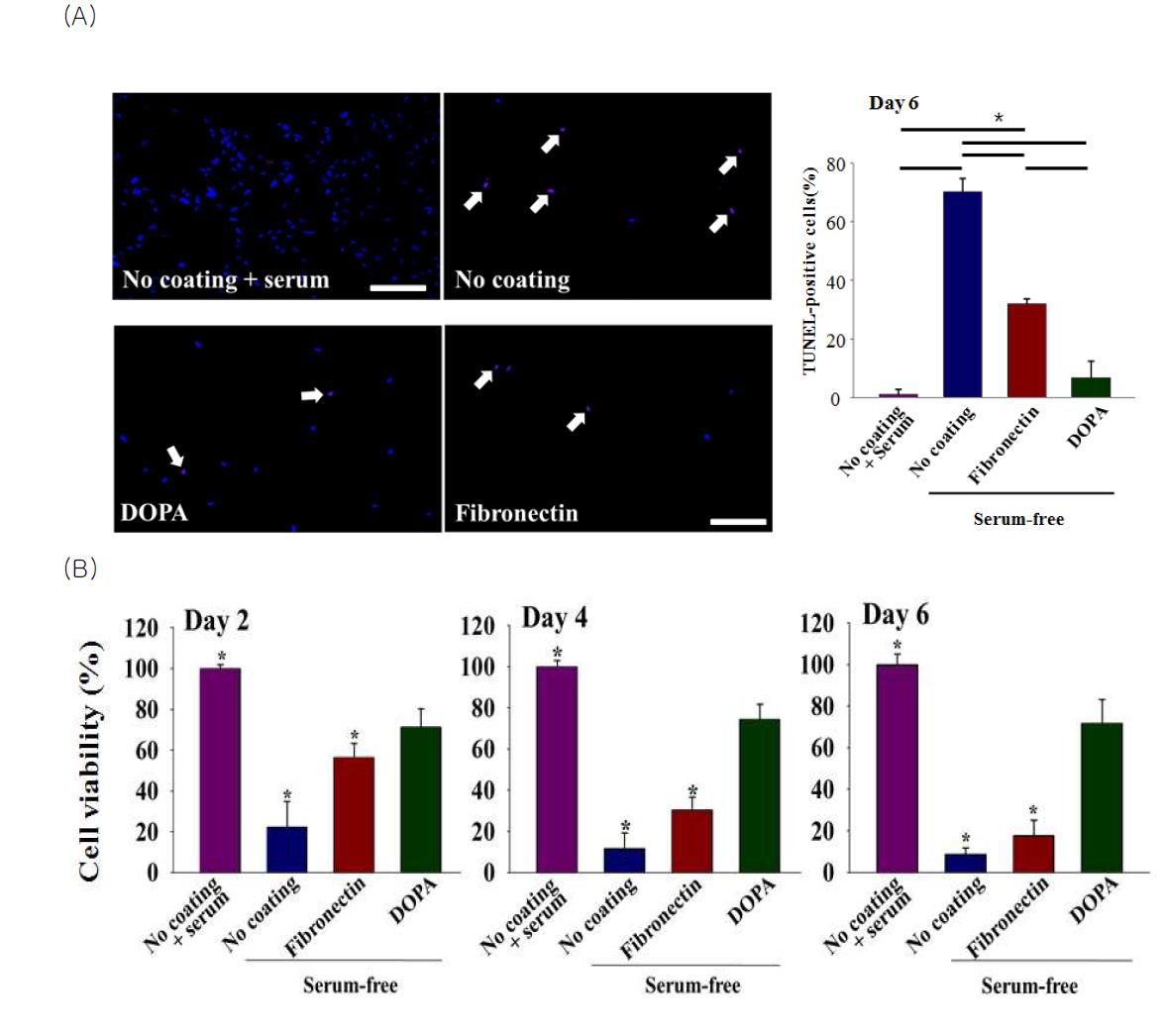(A) TUNEL assay를 통한 부착된 세포들의 사멸인자 발현을 확인. (B) Neutral redassay를 통한 초기 세포 접종 이후 Day 2, 4, 6에서의 세포 viability 확인. 다른 표면에비하여 DOPA coating된 표면에서 낮은 세포 사멸인자의 발현 및 높은 viability를 확인함.
