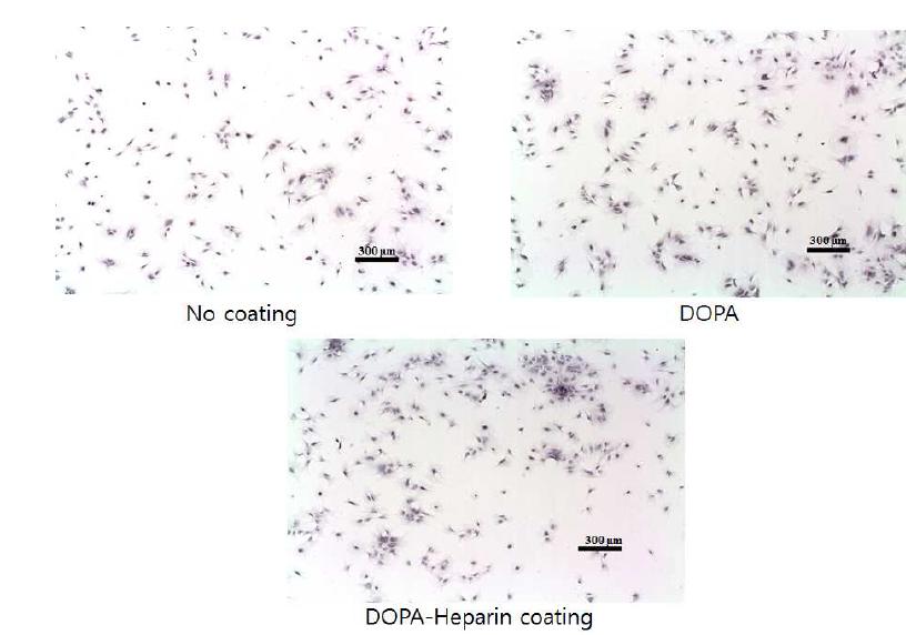 합성된 DOPA-heparin을 사용한 코팅표면에서의 세포 부착능 증가확인