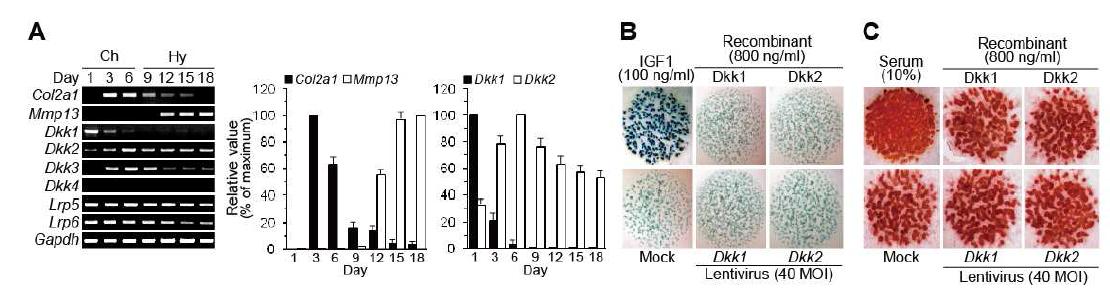 Differential expression pattern of Dkk1 and Dkk2 and their in vitro effects on chondrogenesis and hypertrophic maturation of chondrocytes