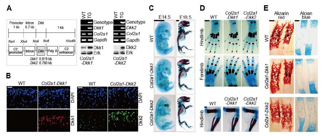 Col2a1-Dkk1 and Col2a1-Dkk2 TG mice do not show defects in cartilage orbone development.