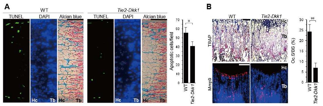 Inhibition of chondrocyte apoptosis and cartilage resorption in Tie2-Dkk1 TG mice.