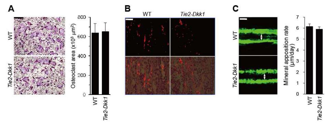 Tie2-Dkk1 TG mice show reduced RANKL expression in metatarsal bone andno effects on mineral apposition rate.