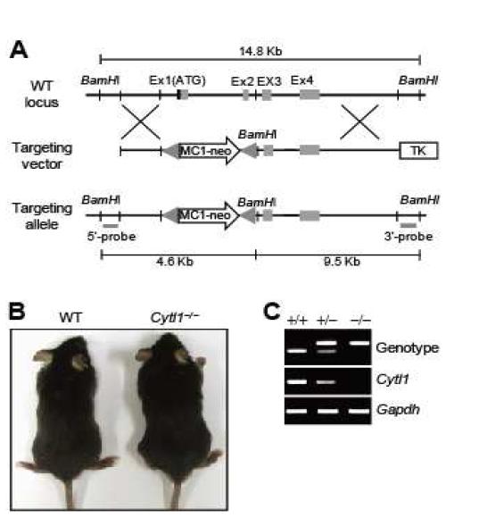 GenerationofCytl1─/─ mice.