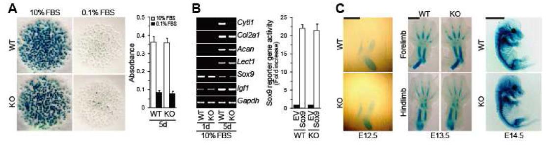 Normal chondrogenesis and cartilage and bone development in Cytl1─/─mice.